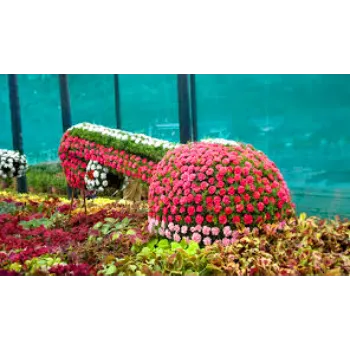 Nice One Garden Flower